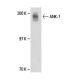ANK-1 Antibody (8G6) - Western Blotting - Image 18177