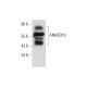ANKRD10 Antibody (G-5) - Western Blotting - Image 318046