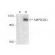ANKRD20A Antibody (B-9) - Western Blotting - Image 300411