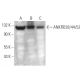 ANKRD28/44/52 Antibody (G-6) - Western Blotting - Image 371737 