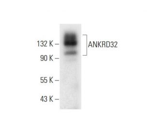ANKRD32 Antibody (G-1) - Western Blotting - Image 318019