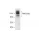 ANKRD32 Antibody (G-1) - Western Blotting - Image 318019