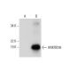 ANKRD36 Antibody (E-4) - Western Blotting - Image 297973