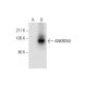 ANKRD50 Antibody (E-12) - Western Blotting - Image 289557 