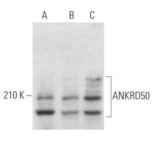 ANKRD50 Antibody (E-12) - Western Blotting - Image 371858 