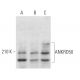 ANKRD50 Antibody (E-12) - Western Blotting - Image 371858 
