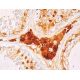 ANKRD7 Antibody (B-9) - Immunohistochemistry - Image 411702 