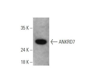 ANKRD7 Antibody (B-9) - Western Blotting - Image 344296 