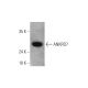 ANKRD7 Antibody (B-9) - Western Blotting - Image 344296 