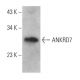 ANKRD7 Antibody (B-9) - Western Blotting - Image 368979