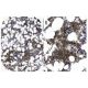 Ankyrin-1 Antibody (8C3) - Immunohistochemistry - Image 17280 