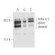 Ankyrin-1 Antibody (8C3) - Western Blotting - Image 5567 