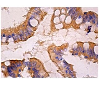 Ankyrin G Antibody (A-7) - Immunohistochemistry - Image 159152 