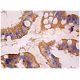 Ankyrin G Antibody (A-7) - Immunohistochemistry - Image 159152 