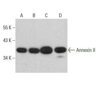 Annexin-2/ANXA2 Antibody (H-3) - Western Blotting - Image 352049