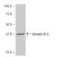 Annexin A10 Antibody (5-RE28) - Western Blotting - Image 64844