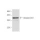 Annexin A10 Antibody (E-11) - Western Blotting - Image 308155 