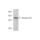 Annexin A10 Antibody (E-11) - Western Blotting - Image 308419