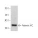 Annexin A10 Antibody (E-11) - Western Blotting - Image 369376 