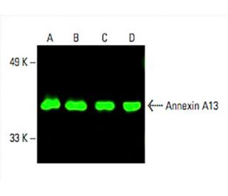 Annexin A13 Antibody (H-1) - Western Blotting - Image 394729 