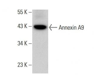 Annexin A9 Antibody (B-11) - Western Blotting - Image 377398 