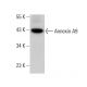 Annexin A9 Antibody (B-11) - Western Blotting - Image 377398 