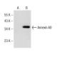 Annexin A9 Antibody (F-2) - Western Blotting - Image 147258