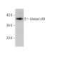 Annexin A9 Antibody (F-2) - Western Blotting - Image 377399 