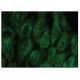 Annexin A9 Antibody (G-4) - Immunofluorescence - Image 149286 