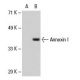 Annexin I Antibody (74/3) - Western Blotting - Image 20213
