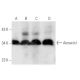 Annexin I Antibody (ANEX 5E4/1) - Western Blotting - Image 14330 