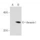 Annexin I Antibody (ANEX 5E4/1) - Western Blotting - Image 20209