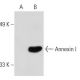 Annexin I Antibody (ANEX 6E4/3) - Western Blotting - Image 20211 