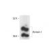 Annexin I Antibody (ANEX 6E4/3) - Western Blotting - Image 412085