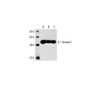 Annexin I Antibody (EH17a) - Western Blotting - Image 3245 