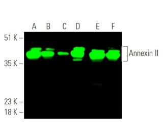 Annexin-2/ANXA2 Antibody (C-10) - Western Blotting - Image 375266 