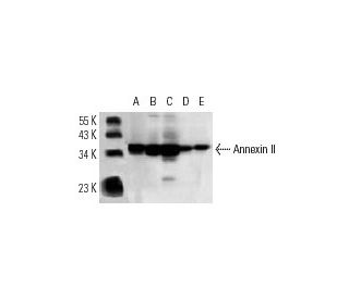 Annexin-2/ANXA2 Antibody (H-5) - Western Blotting - Image 12739 