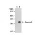 Annexin II (D1/274.5): sc-65873. Western blot analysis of Annexin II...