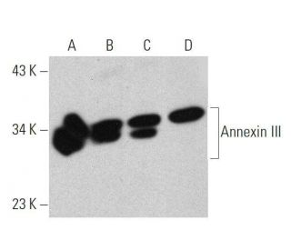 Annexin III Antibody (E-11) - Western Blotting - Image 359378 