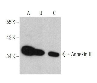 Annexin III Antibody (G-1) - Western Blotting - Image 359379 