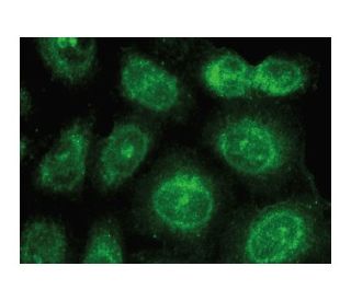 Annexin IV Antibody (H-2) - Immunofluorescence - Image 149393 