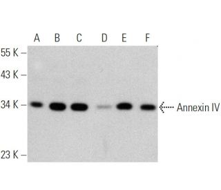 Annexin IV Antibody (D-2) - Western Blotting - Image 359945