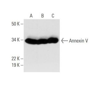 Annexin V Antibody (E-10) - Western Blotting - Image 294440 