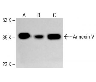 Annexin V Antibody (E-10) - Western Blotting - Image 413845 