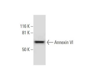 Annexin VI Antibody (C-4) - Western Blotting - Image 291039 