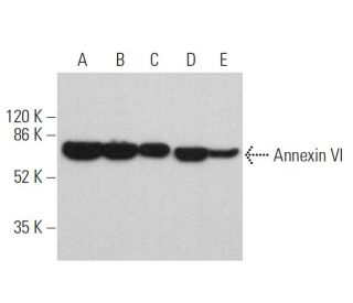 Annexin VI Antibody (E-5) - Western Blotting - Image 359721