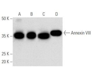 Annexin VIII Antibody (C-11) - Western Blotting - Image 354776 