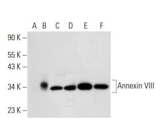 Annexin VIII Antibody (C-11) - Western Blotting - Image 320299