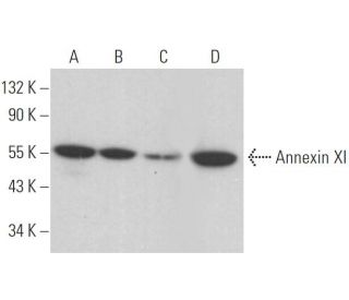 Annexin XI Antibody (A-12) - Western Blotting - Image 371119 