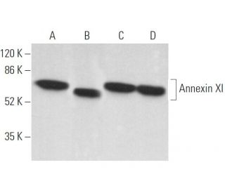 Annexin XI Antibody (H-6) - Western Blotting - Image 372843 